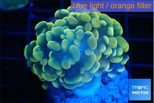 Euphyllia paraancora electro 3-5 cm WYSIWYG acclimaté