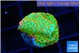 Montipora red fire forest 1-2 cm WYSIWYG acclimaté