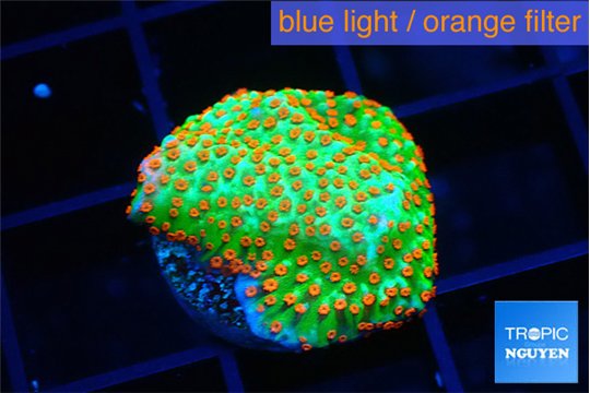Montipora red fire forest 1-2 cm WYSIWYG acclimaté