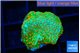 Montipora red fire forest 1-2 cm WYSIWYG acclimaté