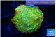 Montipora red fire forest 1-2 cm WYSIWYG acclimaté