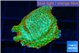 Montipora red fire forest 1-2 cm WYSIWYG acclimaté