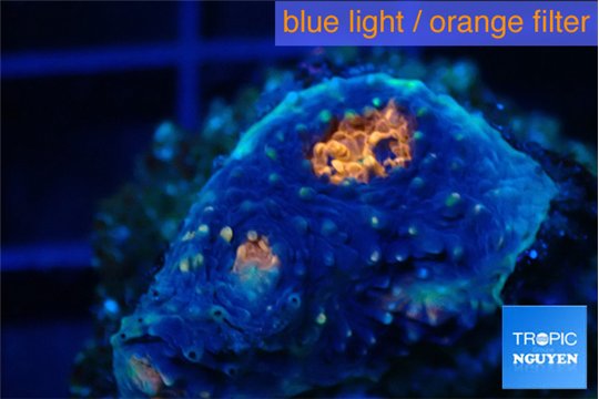Acanthastrea eruption 2 cm WYSIWYG acclimaté