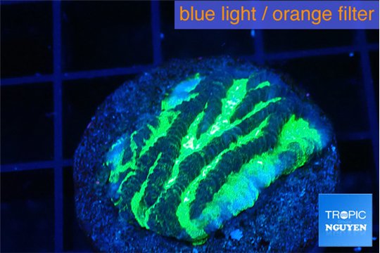 Merulina neon green pettetin 2-3 cm WYSIWYG acclimaté