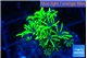 Pachyclavularia neon green 2-3 cm WYSIWYG acclimaté