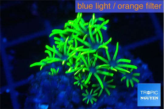 Pachyclavularia neon green 2-3 cm WYSIWYG acclimaté
