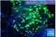 Euphyllia yayaemaensis green 4-6 cm WYSIWYG acclimaté