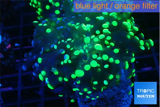 Euphyllia yayaemaensis green 4-6 cm WYSIWYG acclimaté