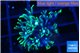 Pachyclavularia neon green 2-3 cm WYSIWYG acclimaté
