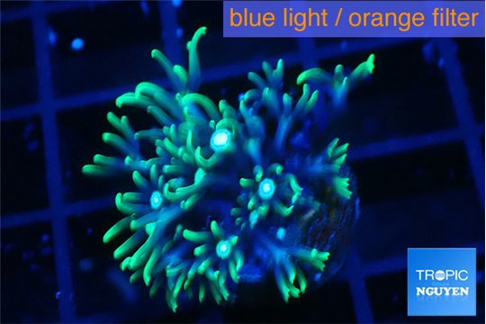 Pachyclavularia neon green 2-3 cm WYSIWYG acclimaté