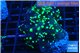 Euphyllia yayaemaensis green 3-5 cm WYSIWYG acclimaté