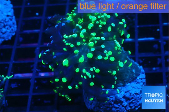 Euphyllia yayaemaensis green 3-5 cm WYSIWYG acclimaté