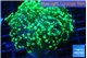 Euphyllia yayaemaensis green 4-7 cm WYSIWYG acclimaté