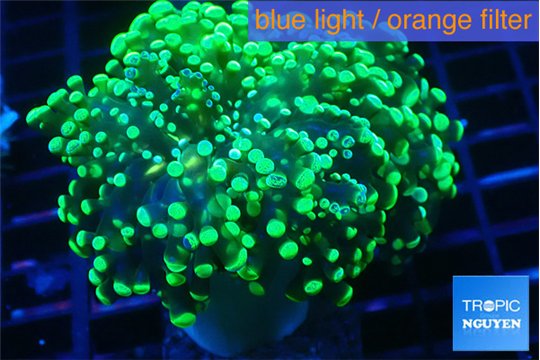 Euphyllia yayaemaensis green 4-7 cm WYSIWYG acclimaté