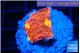 Echinophyllia magma 2-3 cm WYSIWYG acclimaté