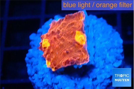 Echinophyllia magma 2-3 cm WYSIWYG acclimaté