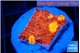 Echinophyllia magma 2-3 cm WYSIWYG acclimaté