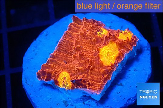 Echinophyllia magma 2-3 cm WYSIWYG acclimaté