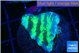 Merulina neon green pettetin 2-3 cm WYSIWYG acclimaté