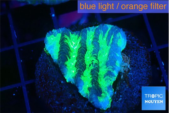 Merulina neon green pettetin 2-3 cm WYSIWYG acclimaté