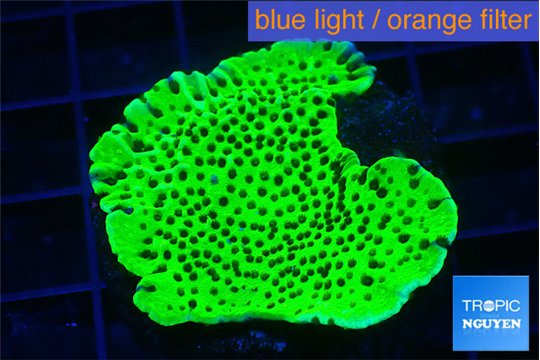 Montipora lucky charmz 3-4 cm WYSIWYG acclimaté