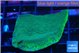 Montipora green & purple polyps 3-4 cm WYSIWYG acclimaté