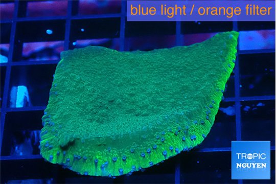 Montipora green & purple polyps 3-4 cm WYSIWYG acclimaté