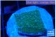 Montipora green & purple polyps 2-3 cm WYSIWYG acclimaté