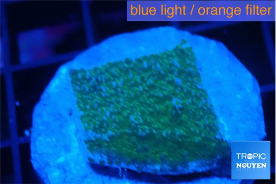 Montipora green & purple polyps 2-3 cm WYSIWYG acclimaté