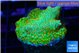 Montipora red fire forest 2 cm WYSIWYG acclimaté