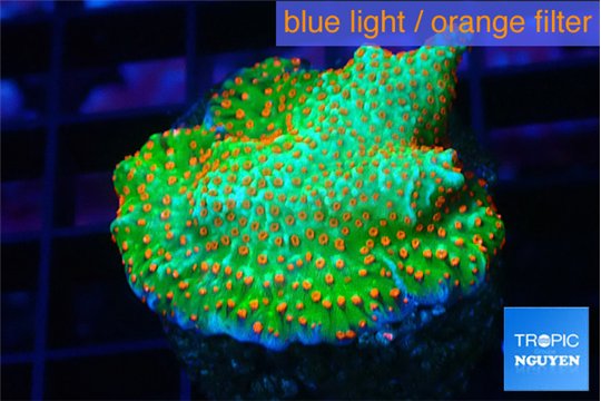 Montipora red fire forest 2 cm WYSIWYG acclimaté