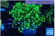 Euphyllia yayaemaensis green 3-6 cm WYSIWYG acclimaté