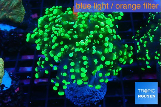 Euphyllia yayaemaensis green 3-6 cm WYSIWYG acclimaté