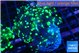 Euphyllia yayaemaensis green 3-6 cm WYSIWYG acclimaté