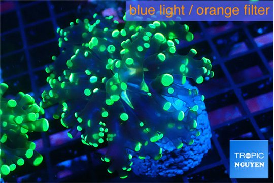 Euphyllia yayaemaensis green 3-6 cm WYSIWYG acclimaté