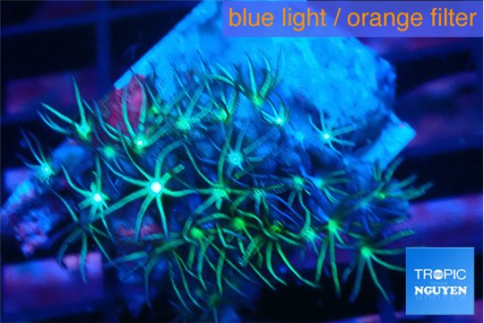 Biarium green 2-3 cm WYSIWYG acclimaté