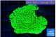 Montipora lucky charmz 3-4 cm WYSIWYG acclimaté