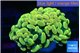 Euphyllia paraancora electro 3-5 cm WYSIWYG acclimaté