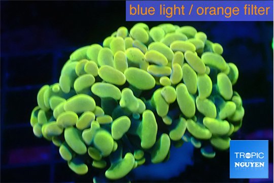 Euphyllia paraancora electro 3-5 cm WYSIWYG acclimaté