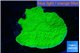 Montipora green cap 4-5 cm WYSIWYG acclimaté