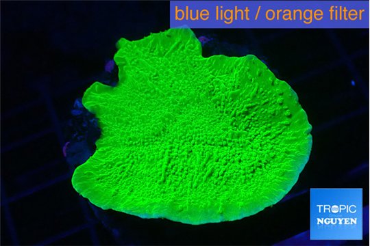 Montipora green cap 4-5 cm WYSIWYG acclimaté