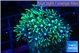 Pachyclavularia neon green 3-4 cm WYSIWYG acclimaté