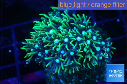 Pachyclavularia neon green 3-4 cm WYSIWYG acclimaté