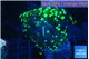Euphyllia yayaemaensis green 3-5 cm WYSIWYG acclimaté