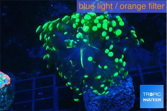 Euphyllia yayaemaensis green 3-5 cm WYSIWYG acclimaté