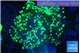 Euphyllia yayaemaensis green 4-6 cm WYSIWYG acclimaté