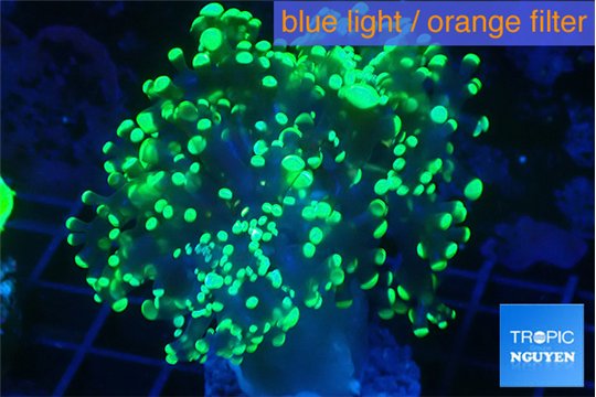 Euphyllia yayaemaensis green 4-6 cm WYSIWYG acclimaté