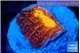 Echinophyllia magma 2-3 cm WYSIWYG acclimaté