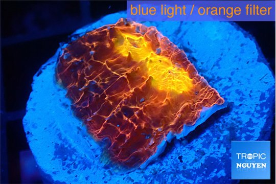 Echinophyllia magma 2-3 cm WYSIWYG acclimaté