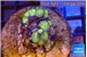 Zoanthus premium 8-11 polyps WYSIWYG acclimaté